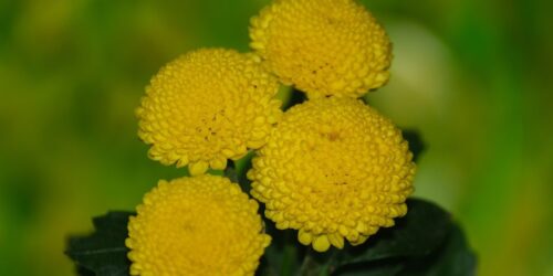 chrysanthemum-6830309_1280