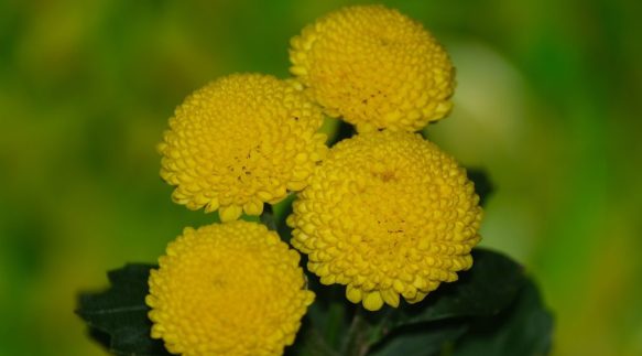 These cheerful yellow flowers add a pop of color and whimsy to any bouquet. Perfect for adding a playful touch to arrangements or creating unique boutonnieres.