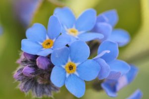 forget-me-not-737408_1280