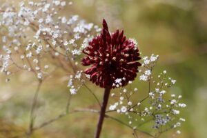 gypsophila-7303063_1280