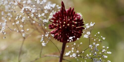 gypsophila-7303063_1280