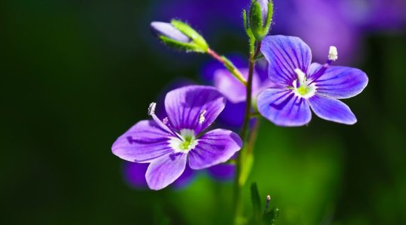 With its slender stems and clustered blooms, veronica adds a graceful charm to floral arrangements. Ideal for creating garden-inspired bouquets or accenting bridal designs.