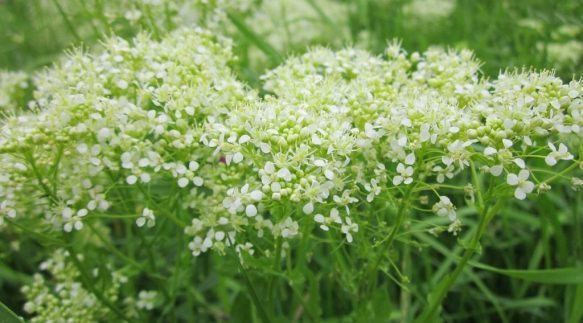 Lepidium features delicate clusters of tiny white flowers atop slender stems, adding texture and interest to bouquets or elegant tablescapes.