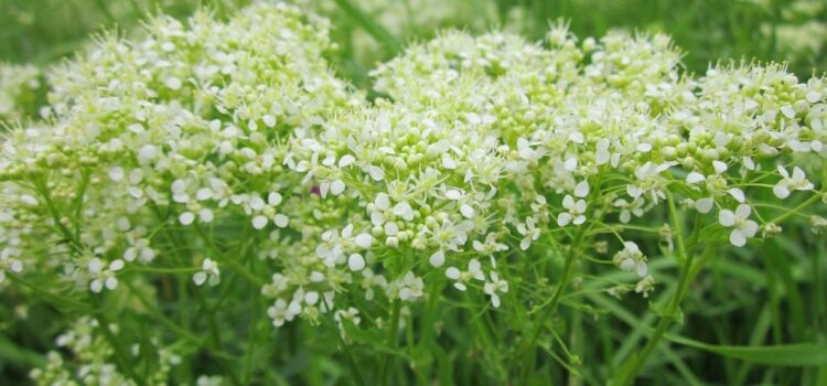 lepidium-draba-846560_1280