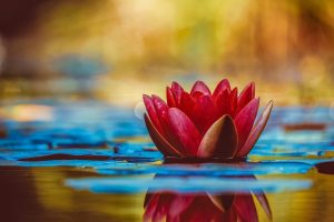 water-lily-3784022_1280